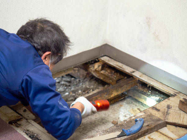 Best Post-Flood Mold Remediation in Linden, NJ