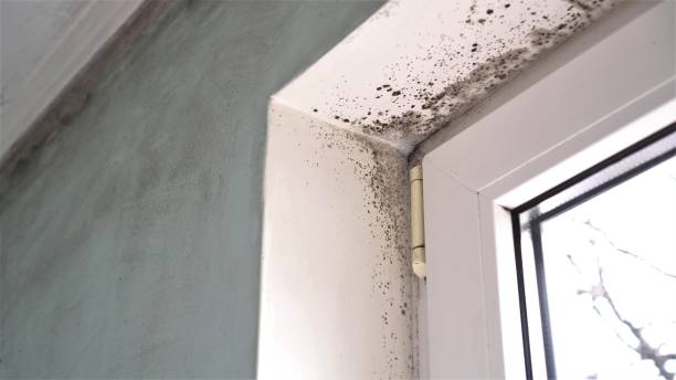 Best Mold Testing and Inspection Services in Linden, NJ