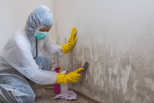 Best Residential Mold Remediation in Linden, NJ