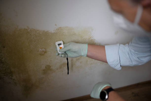Best Health and Safety Mold Remediation in Linden, NJ