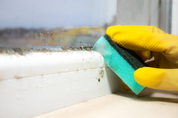 Trusted Linden, NJ Mold Remediation Experts