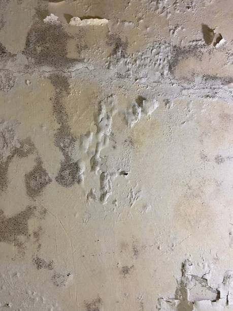 Best Attic Mold Remediation in Linden, NJ