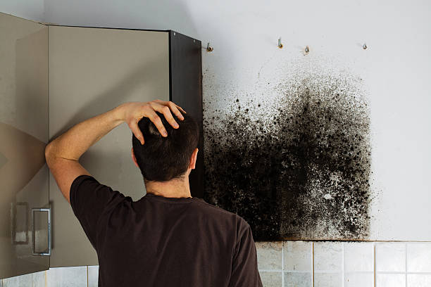 Best Preventive Mold Services in Linden, NJ