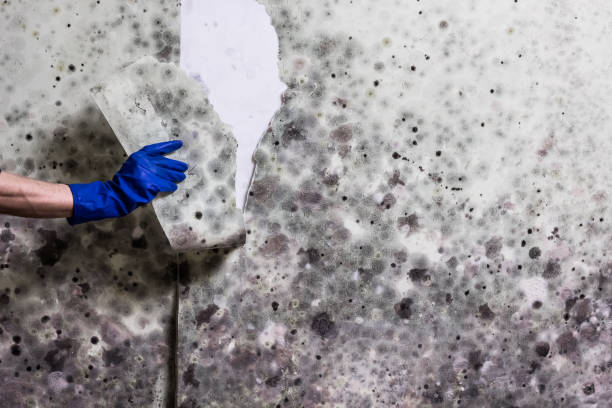 Best DIY Mold Remediation Support Services in Linden, NJ